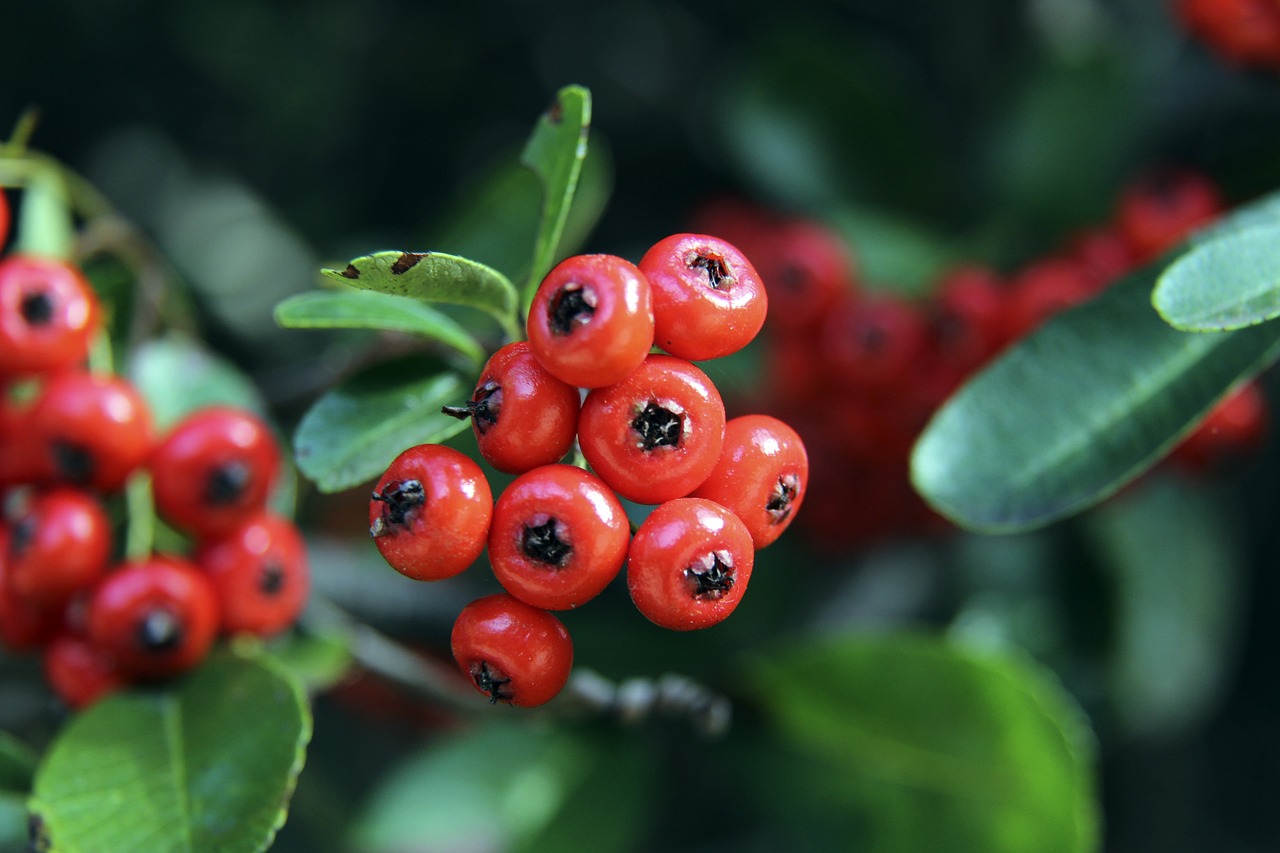 火箭队需要 火箭队需要