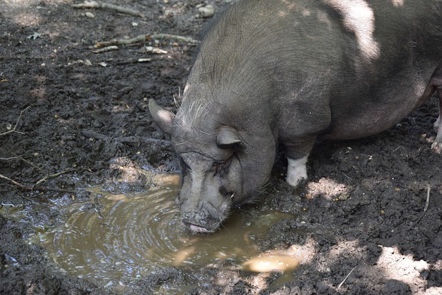 塔图姆40分凯尔特人轻取尼克斯 国王送鹈鹕八连败.